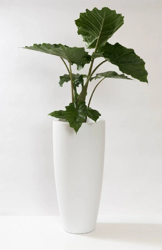 Dax Matt Weiß 3 Dax Matt Weiß