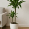 Drachenbaum - Dracaena Janet Craig Ø:19 H:90 Cm -Pflanzen Blumentopf Geschäft Drachenbaum DracaenaJanetCraig19 90cm