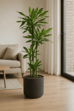 Drachenbaum - Dracaena Janet Lind Ø:27 H:140 Cm