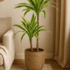 Drachenbaum - Dracaena Lemon Lime Ø:19 H:100 Cm