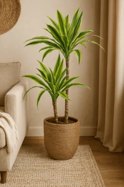 Drachenbaum - Dracaena Lemon Lime Ø:19 H:100 Cm