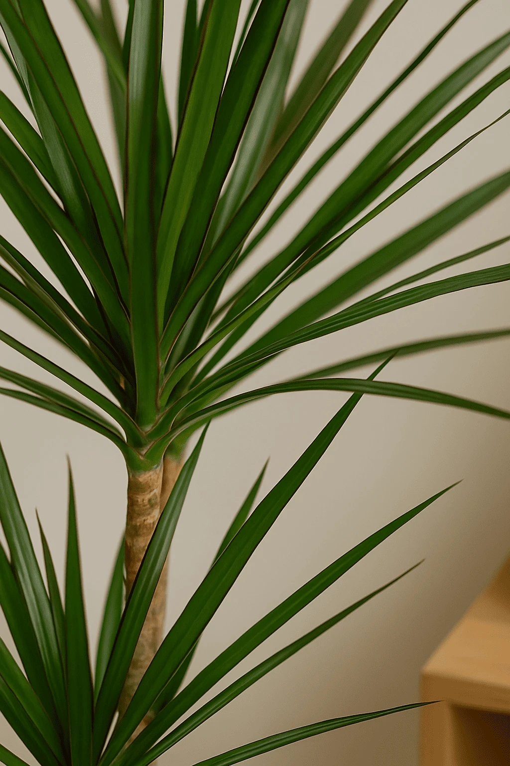 Drachenbaum - Dracaena Marginata Ø:21 H:120 Cm 4 Drachenbaum - Dracaena Marginata Ø:21 H:120 Cm – Bild 2