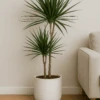 Drachenbaum - Dracaena Marginata Ø:21 H:120 Cm 1 Drachenbaum - Dracaena Marginata Ø:21 H:120 Cm -Pflanzen Blumentopf Geschäft Drachenbaum DracaenaMarginata21 120cm 8d1a6bbd e197 4035 8bc3 a581c8af3cbc