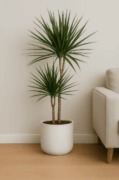 Drachenbaum - Dracaena Marginata Ø:21 H:120 Cm