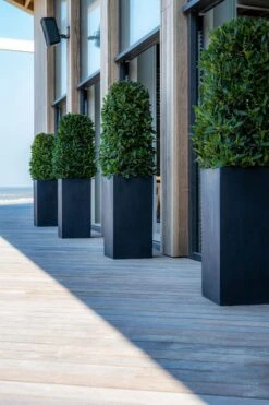 Bouvy Fiberstone Schwarz 12 Bouvy Fiberstone Schwarz -Pflanzen Blumentopf Geschäft E1016 80 01 8