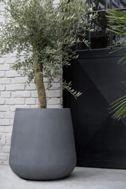 Pax Fiberstone Grau 7 Pax Fiberstone Grau -Pflanzen Blumentopf Geschäft E1042 67 03 3