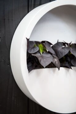 Hanging Wally Matt Weiß -Pflanzen Blumentopf Geschäft E1390W 50 MW E1390W 50 W 5 min