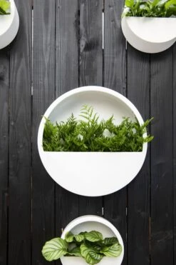 Hanging Wally Hochglanz Weiß 11 Hanging Wally Hochglanz Weiß -Pflanzen Blumentopf Geschäft E1390W 50 MW E1390W 50 W 8 min