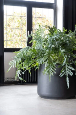 Jumbo Patt Fiberstone Schwarz 7 Jumbo Patt Fiberstone Schwarz -Pflanzen Blumentopf Geschäft E3026 61 01 5