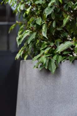 Jumbo Patt Fiberstone Grau 10 Jumbo Patt Fiberstone Grau -Pflanzen Blumentopf Geschäft E3026 97 03 4