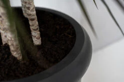 Max Classic Schwarz 10 Max Classic Schwarz -Pflanzen Blumentopf Geschäft E4014 43 01 6 1