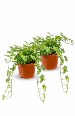 Efeu Pittsburgh 2er Set 9 Efeu Pittsburgh 2er Set -Pflanzen Blumentopf Geschäft Efeu2erSet