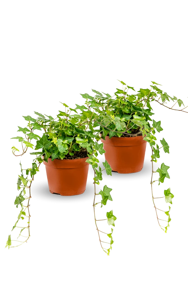 Efeu Pittsburgh 2er Set 6 Efeu Pittsburgh 2er Set – Bild 4