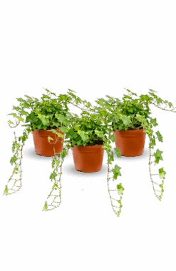 Efeu Pittsburgh 3er Set 9 Efeu Pittsburgh 3er Set -Pflanzen Blumentopf Geschäft Efeu3erSet