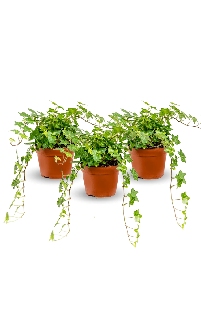 Efeu Pittsburgh 3er Set 6 Efeu Pittsburgh 3er Set – Bild 4