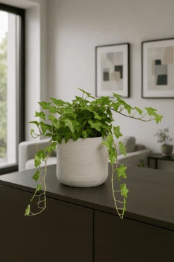 Efeu Hedera Helix Pittsburgh Ø:12 H:20 Cm