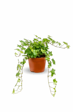 Efeu Hedera Helix Pittsburgh Ø:12 H:20 Cm 8 Efeu Hedera Helix Pittsburgh Ø:12 H:20 Cm -Pflanzen Blumentopf Geschäft EfeuNeu