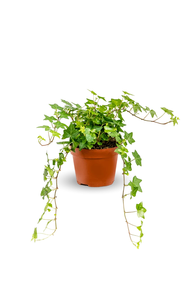 Efeu Hedera Helix Pittsburgh Ø:12 H:20 Cm 5 Efeu Hedera Helix Pittsburgh Ø:12 H:20 Cm – Bild 4