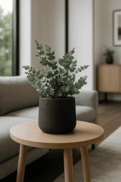 Eucalyptus Baum Gunnii Ø:19 H:50 Cm