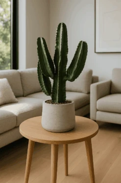 Euphorbia Erytrea - Wolfsmilchkaktus Ø:19 H:70 Cm