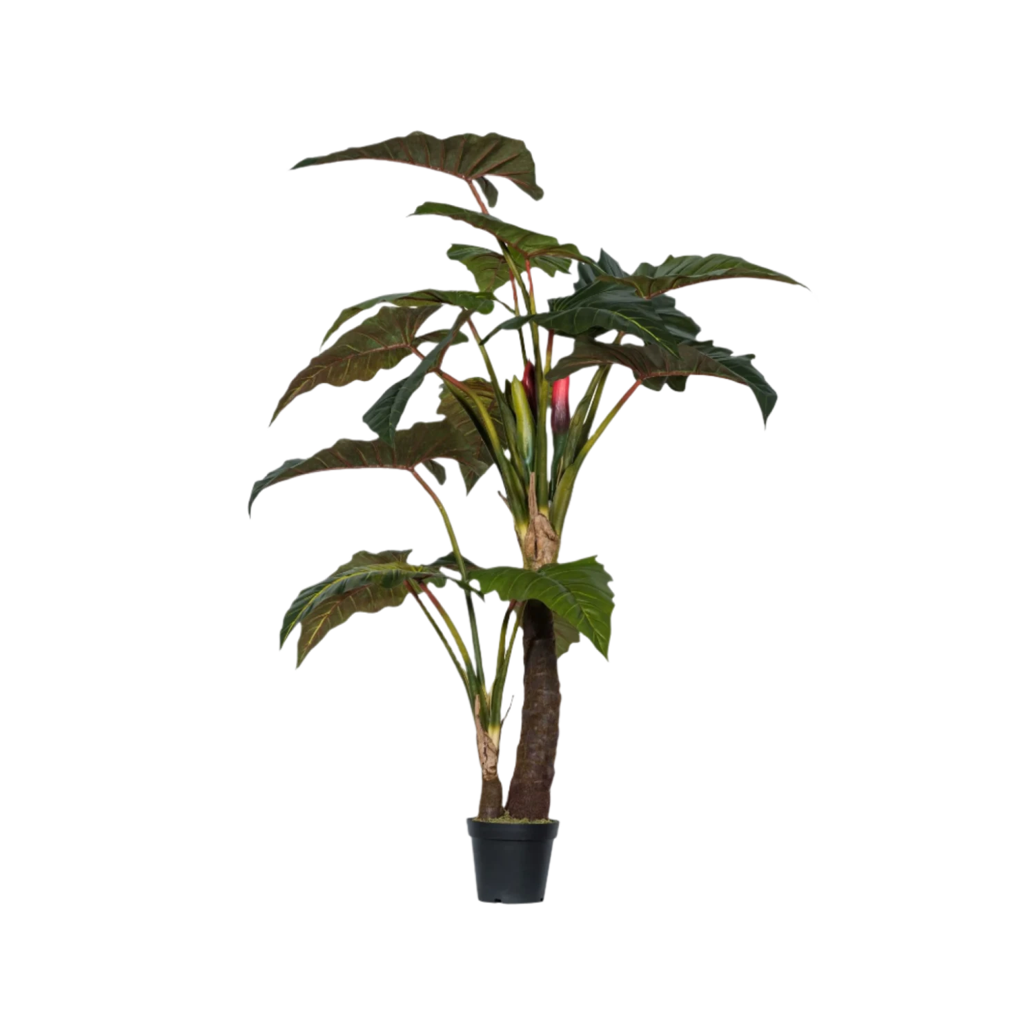 Alocasia Künstlich H: 220cm 4 Alocasia Künstlich H: 220cm – Bild 2