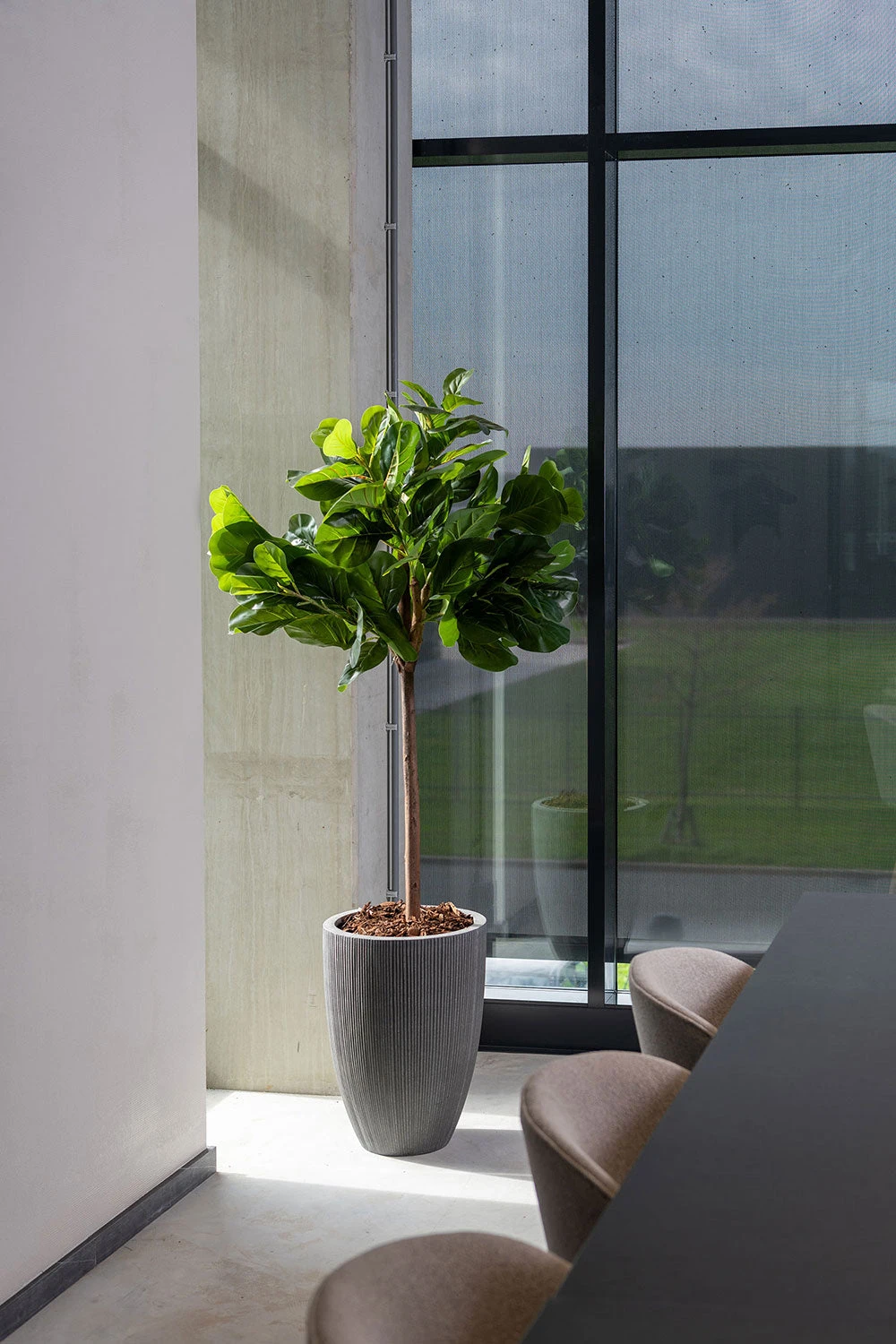 Ficus Lyrata Geigenfeige Künstlich H: 150cm 3 Ficus Lyrata Geigenfeige Künstlich H: 150cm