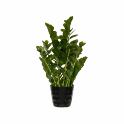 Zamioculcas Künstlich H: 90cm -Pflanzen Blumentopf Geschäft F1006 90 91 min