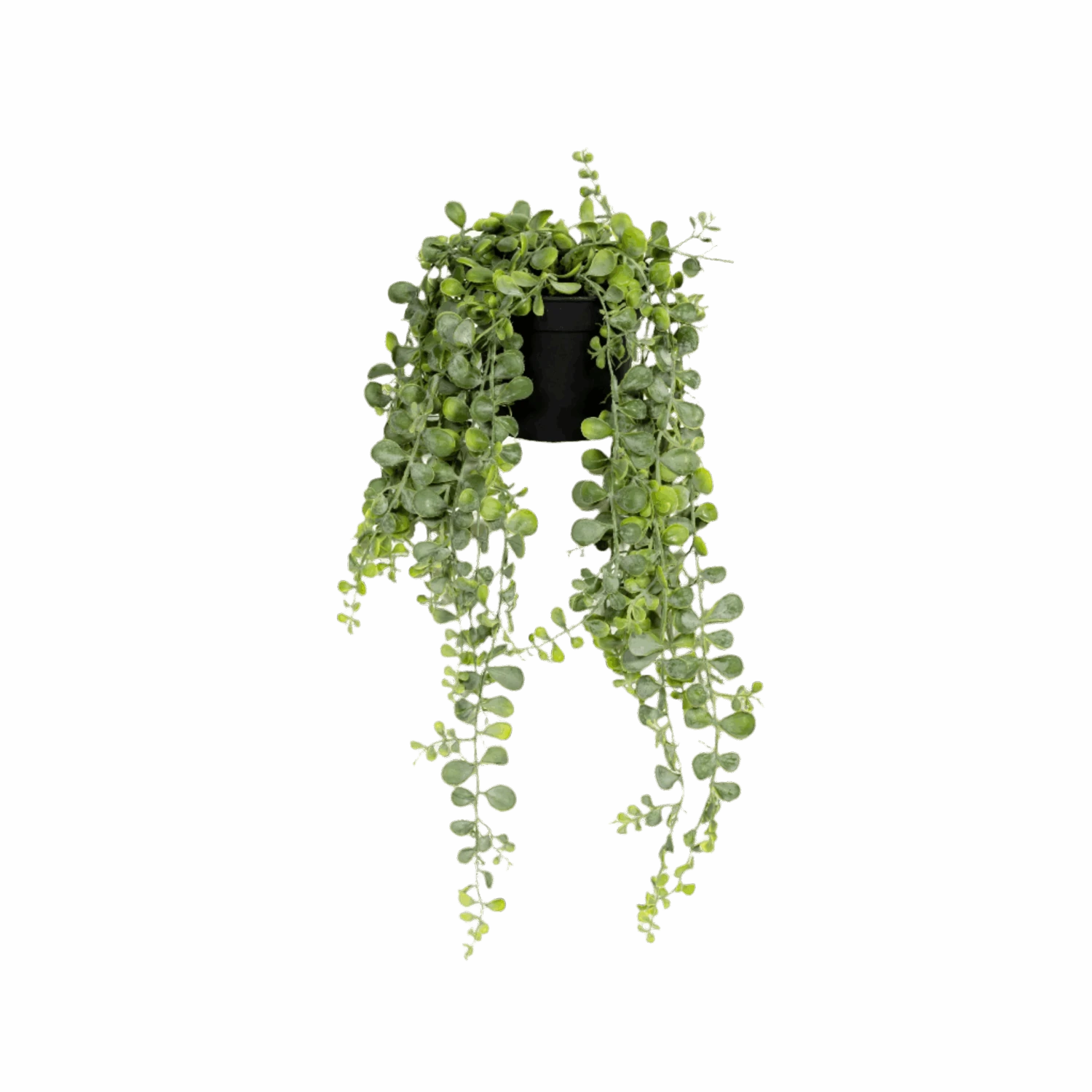 Senecio Erbsenpflanze Künstlich 4 Senecio Erbsenpflanze Künstlich – Bild 2