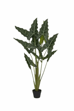 Alocasia Taro Künstlich H: 160cm