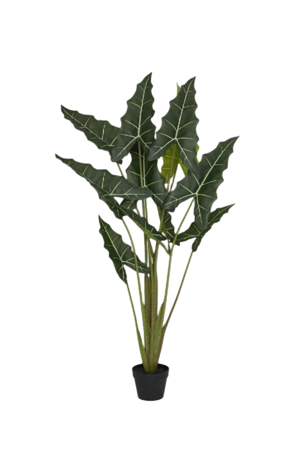 Alocasia Taro Künstlich H: 160cm 3 Alocasia Taro Künstlich H: 160cm