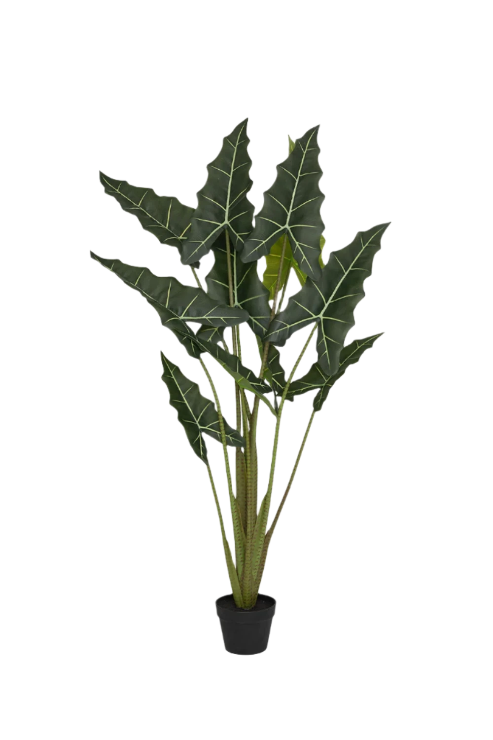 Alocasia Taro Künstlich H: 140cm 3 Alocasia Taro Künstlich H: 140cm
