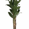Bananenbaum Künstlich H: 205cm 1 Bananenbaum Künstlich H: 205cm -Pflanzen Blumentopf Geschäft F1021 160 91 d623fd06 8017 4382 8cb6 dc8c52688a09