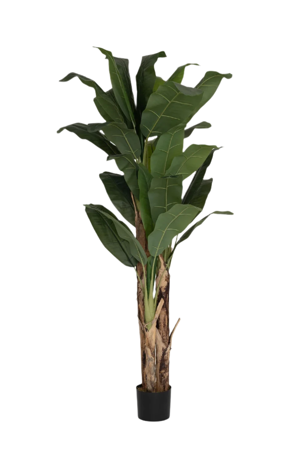 Bananenbaum Künstlich H: 205cm 3 Bananenbaum Künstlich H: 205cm