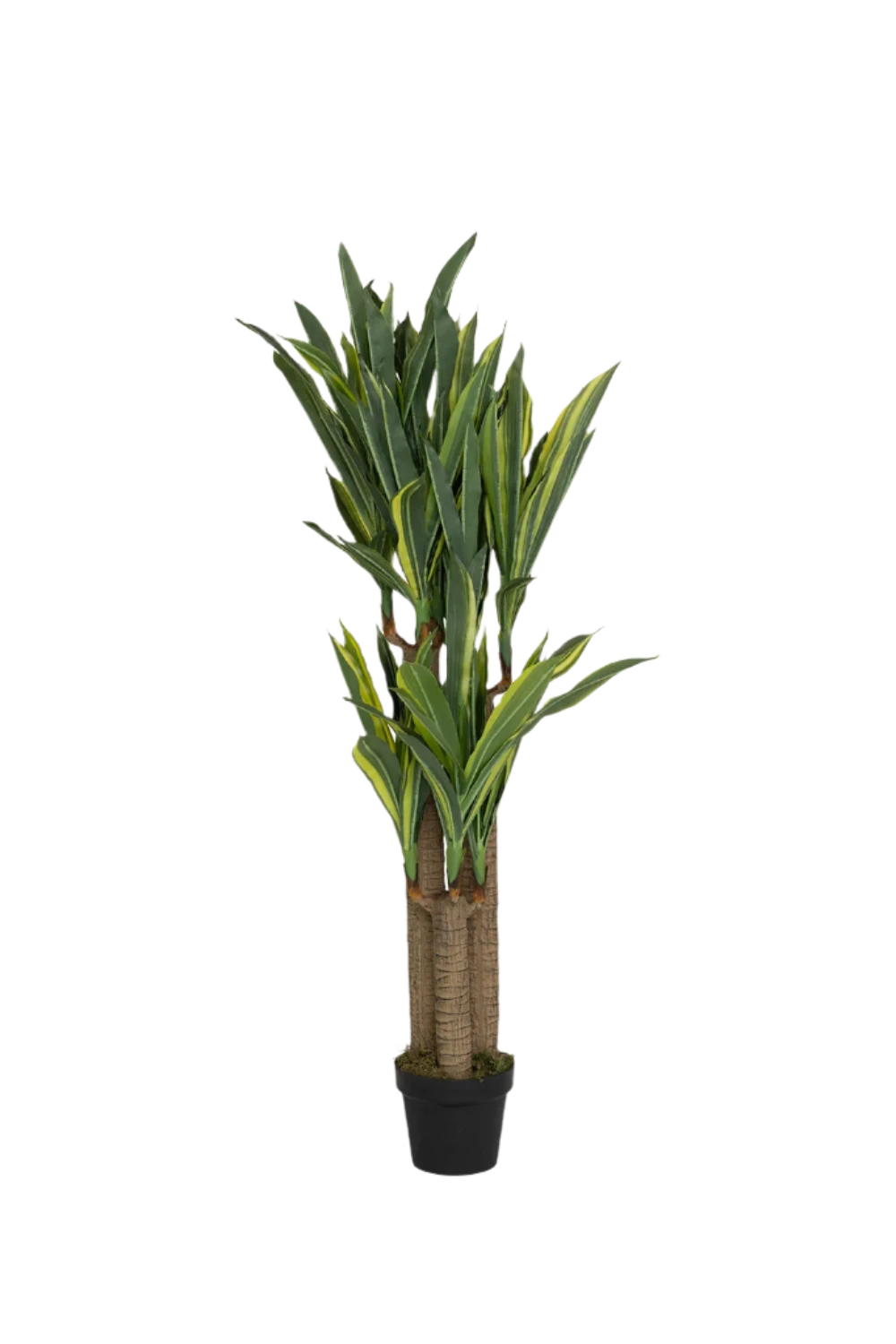 Dracaena Drachenbaum Künstlich H: 120cm 3 Dracaena Drachenbaum Künstlich H: 120cm