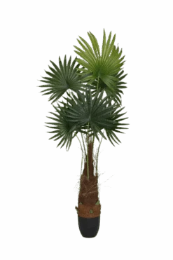 Palme Künstlich H: 160cm