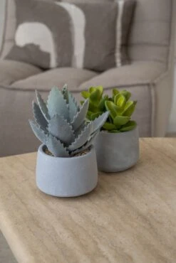 Echeveria Künstlich Im Zementtopf (Pflanze Inkl. Topf) -Pflanzen Blumentopf Geschäft F2001 S1 91 F2003 S1 91 2 0a06750e 7942 4cf8 b1af 6944a0d5bf79
