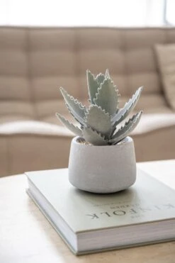 Echeveria Künstlich Im Zementtopf (Pflanze Inkl. Topf)