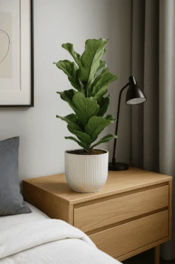 Ficus Lyrata - Geigenfeige Ø:17 H:60 Cm