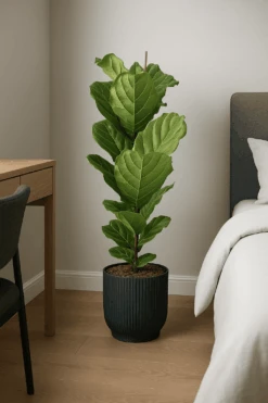 Ficus Lyrata - Geigenfeige Ø:21 H:90 Cm
