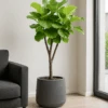 Ficus Lyrata - Geigenfeige Ø:27 H:120 Cm