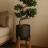 Ficus 'Ginseng' Bonsai Ø:24 H:70 Cm
