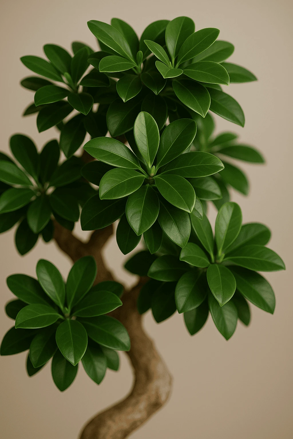 Ficus 'Ginseng' Bonsai Ø:24 H:70 Cm 4 Ficus 'Ginseng' Bonsai Ø:24 H:70 Cm – Bild 2