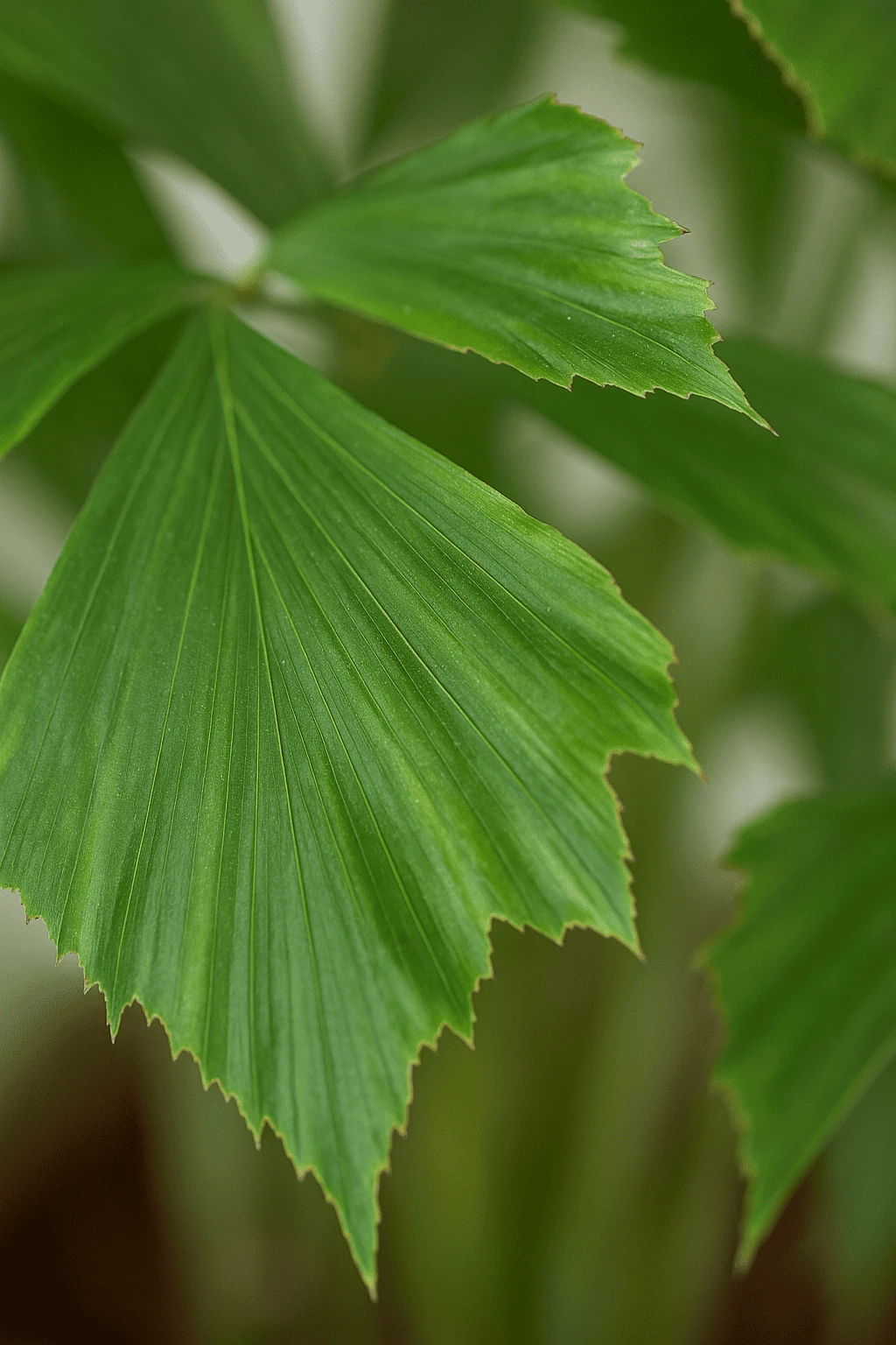 Fischschwanzpalme - Caryota Mitis Ø:21 H:100 Cm 4 Fischschwanzpalme - Caryota Mitis Ø:21 H:100 Cm – Bild 2