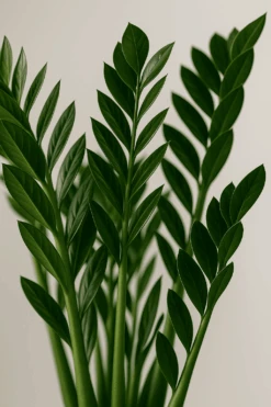 Glücksfeder - Zamioculcas Ø:21 H:80 Cm 6 Glücksfeder - Zamioculcas Ø:21 H:80 Cm -Pflanzen Blumentopf Geschäft Gluecksfeder Zamioculcas21 80cm1