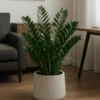 Glücksfeder - Zamioculcas Ø:27 H:100 Cm 2 Glücksfeder - Zamioculcas Ø:27 H:100 Cm -Pflanzen Blumentopf Geschäft Gluecksfeder Zamioculcas27 100cm