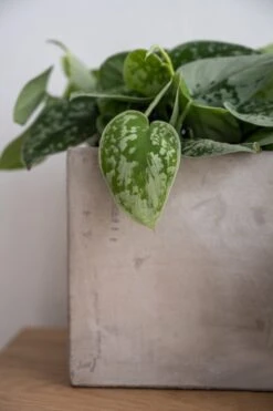 Grace - Concrete 8 Grace - Concrete -Pflanzen Blumentopf Geschäft Grace3