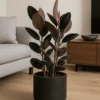 Gummibaum - Ficus Elastica Abidjan Ø:27 H:110 Cm 2 Gummibaum - Ficus Elastica Abidjan Ø:27 H:110 Cm -Pflanzen Blumentopf Geschäft Gummibaum FicusElasticaAbidjan27 110cm