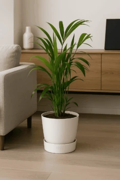 Kentia Palme Ø:19 H:100 Cm