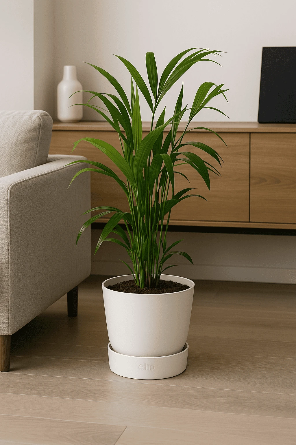 Kentia Palme Ø:19 H:100 Cm 3 Kentia Palme Ø:19 H:100 Cm