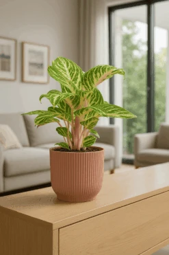 Kolbenfaden - Aglaonema Coco Melon Ø:19 H:60 Cm